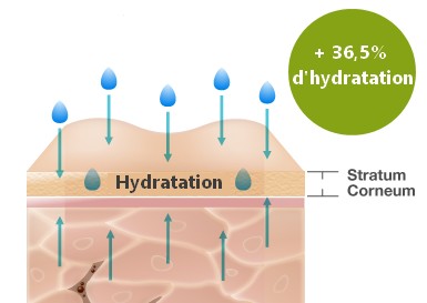 Stratum corneum