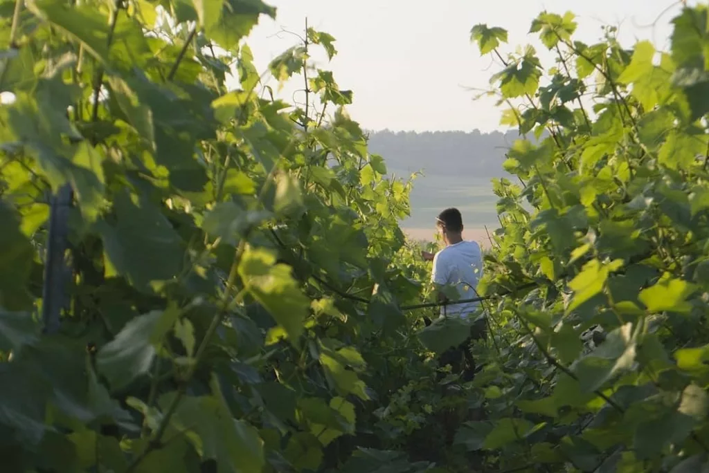 vignes biodynamie Sarmance