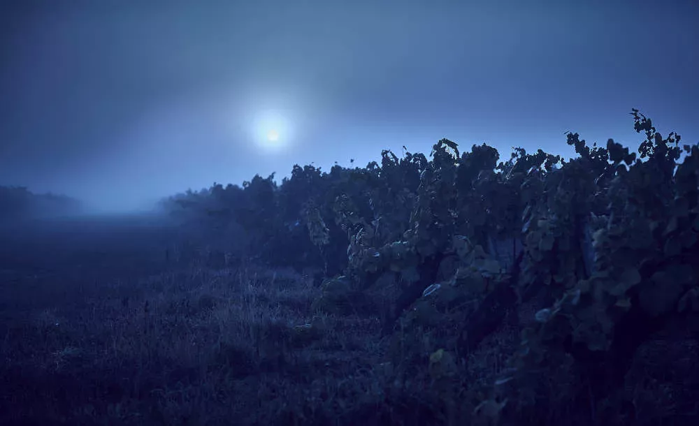 vignes en biodynamie