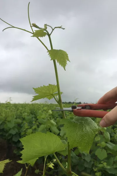 Vignes_Taille 2018 (15)
